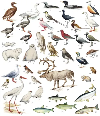Животные мира – Все виды, факты, классификация история