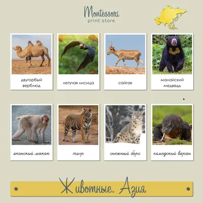 Дмитриева В. Г.: Все-все животные: купить книгу в Алматы | Интернет-магазин  Meloman