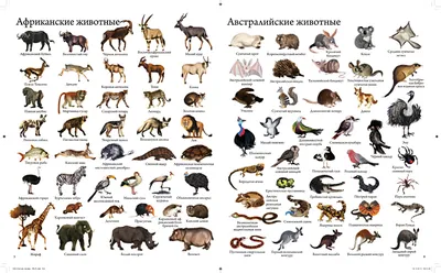 Все животные животные материков...