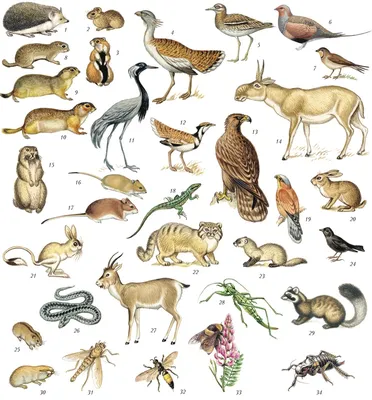 Все животные в одном» — создано в Шедевруме