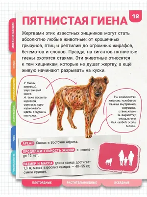 Плакат 23*42см \"Окружающий мир в начальной школе. Цепи питания\" - ЭлимКанц