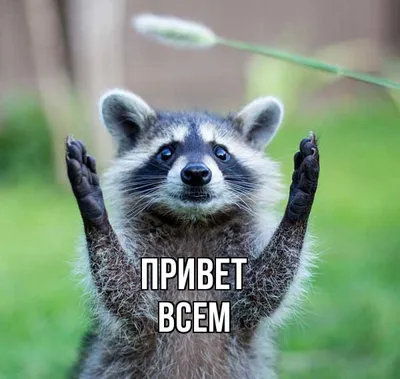 Russian Memes United on X: \"hi everyone I woke up but I still wanna sleep  https://t.co/oI3xwPpzxh\" / X