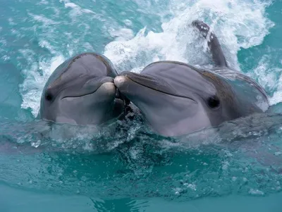 Calaméo - Всемирный день защиты китов и дельфинов