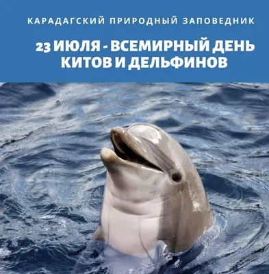 Всемирный день китов и дельфинов - Официальный сайт ГБУ СОДО \"ОЦЭКИТ\"