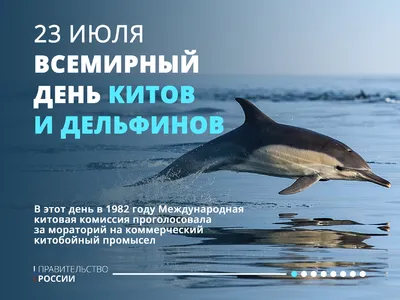 В Мытищах отметят Всемирный день китов и дельфинов / Новости / Городской  округ Мытищи