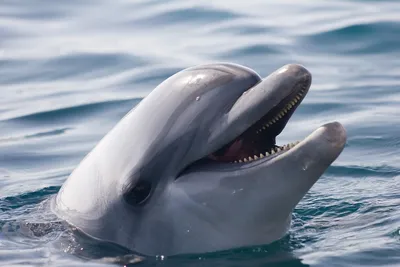 ВСЕМИРНЫЙ ДЕНЬ КИТОВ И ДЕЛЬФИНОВ Всемирный день китов и дельфинов  отмечается 23 июля. Это экологический.. | ВКонтакте