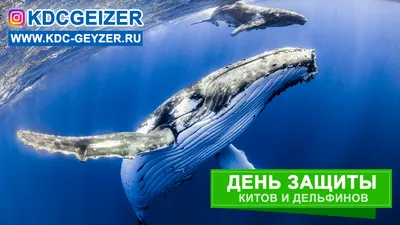 Росмолодёжь - 🎉🐬🐋Сегодня отмечается Всемирный день китов и дельфинов! ⠀  Учрежден праздник был в 1986 году, когда Международная китобойная комиссия,  после 200 лет беспощадного истребления, ввела запрет на китовый промысел. ⠀  В