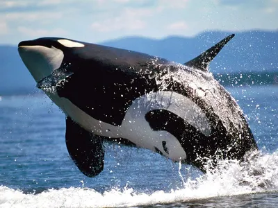 🐳Во Всемирный день китов и дельфинов хотим напомнить об уникальности этих  обитателей водной стихии | Правительство России | Дзен