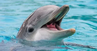 Всемирный день китов и дельфинов - русский язык как иностранный | Дельфины,  Кит