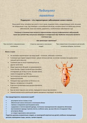 19. Эксклюзивные кадры: Выбери свой формат изображения | Паразиты на голове  человека Фото №769913 скачать