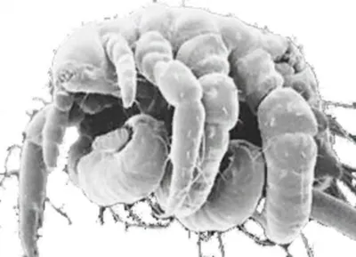 Humanus Pediculus вшей тела изолированное на белом фоне Стоковое  Изображение - изображение насчитывающей волосы, студия: 209766149