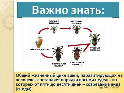 Педикулез (вшивость) у детей | Здоровый Гродно