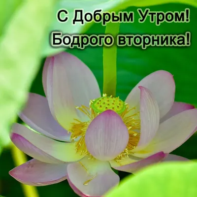 Смешная открытка \"Уже вторник! Доброе утро и позитивного дня!\" • Аудио от  Путина, голосовые, музыкальные