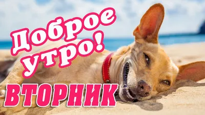 Картинки \"С Добрым утром вторника\" (70 штук)