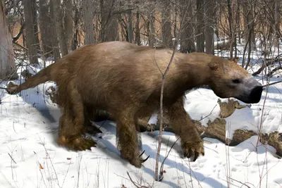 8 вымерших животных, которые случайно попали на видео