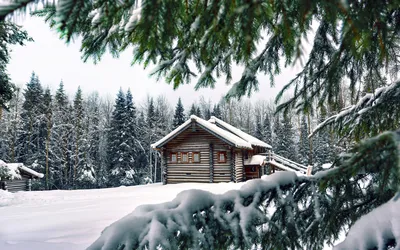 Фото высокого качества зимний лес …» — создано в Шедевруме