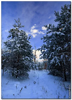 Зимний лес картинки - 63 фото