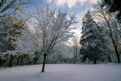 Красивые зимние пейзажи с птицами высокого разрешения (54 фото) - красивые  фото и картинки pofoto.club