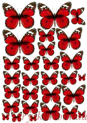 Заколки з шифоновими метеликами, бабочки: цена 35 грн - купить Аксессуары  для девочек на ИЗИ | Киев