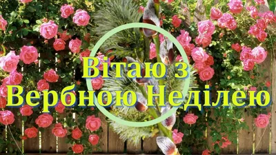 З Вербною неділею! Мирного неба! – Науковий портал