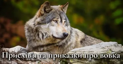 Terra Incognita Мережа магазинів - Що робити при зустрічі з вовком? В  Українських Карпатах вовки досить поширені, але пересуваються вони  переважно звірячими стежками та уникають туристичних маршрутів. Лише час  від часу вони
