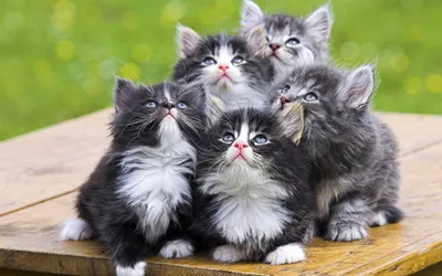 Милые котята | Подборка видео приколов про смешных котят (Часть 2) - YouTube