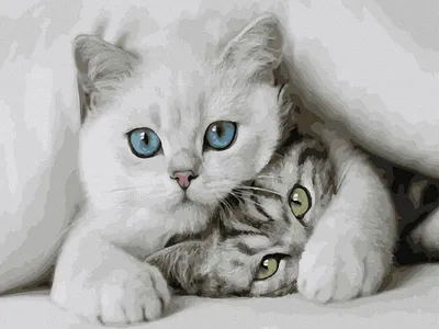 Кошки и котята смешные - 65 фото