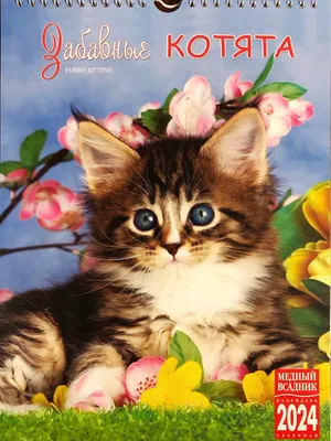 Маленькие милые домашние котята Stock Photo | Adobe Stock