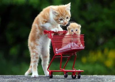Очень милые котики (61 фото) | Cute cats, Funny cat pictures, Most  beautiful cat breeds