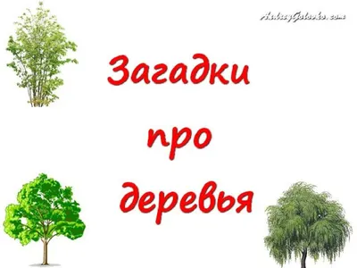 Загадки про деревья