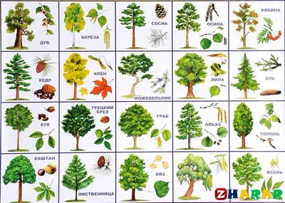 Загадки с ответами: Деревья (груша, береза, осина, дуб, елка, сосна, э