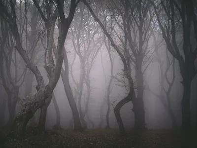 Леса-призраки: тайны и легенды загадочных мест на Земле | Тайны Тумана:  Мистические Исследования | Дзен