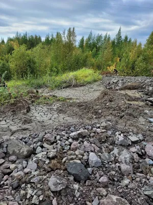 ФГБУ «Центр оценки качества зерна» | Алтайским филиалом выявлено загрязнение  почвы