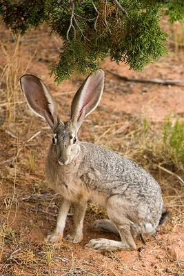 Скачать 540x960 Кролик, заяц, трава, солнечный свет обои, картинки Android  HTC Sensation 540x960 | Кролик, Детеныши животных, Животные