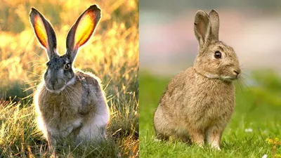 Обои/Кролик | Животные, Кролик, Обои