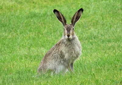 Кролик Заяц Животное - Бесплатное фото на Pixabay - Pixabay