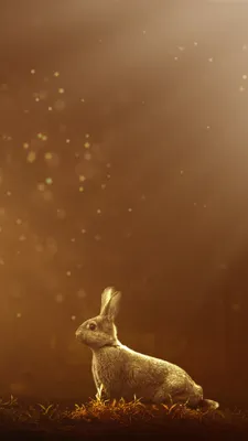 Обои кролик, атмосфера, заяц, утро, Кролики и зайцы на телефон Android,  1080x1920 картинки и фото бесплатно