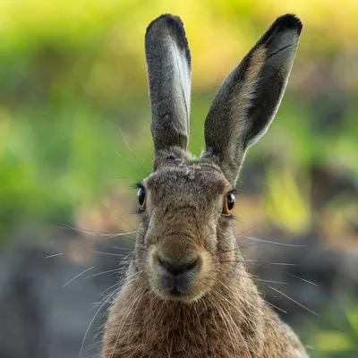 Заяц — это вам не кролик. На что способен ушастый | Заметки о животных |  Дзен