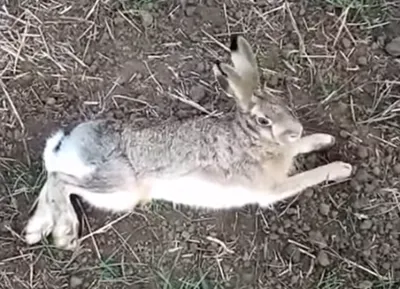 Все вытравили»: умирающий заяц на полях Ставрополья попал на видео