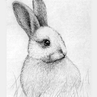 Отель Cartoon домашнего животного для рисования зайчиков кроликов каракули  Kawaii иллюстрации вектора красивого прекрасного редакт Иллюстрация вектора  - иллюстрации насчитывающей жизнерадостно, иллюстрация: 178316888