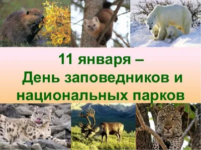 11 января в России отмечается День заповедников и национальных парков — СПБ  ГБУ “ОПМК “ПЕРСПЕКТИВА”