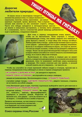2620 Плакат Берегите лес от пожара (с текстом) (4205) купить в Минске, цена