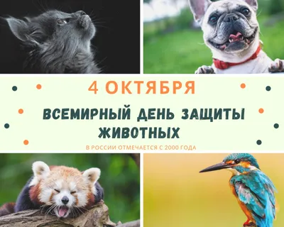 Всемирный день защиты животных - РИА Новости, 04.10.2022