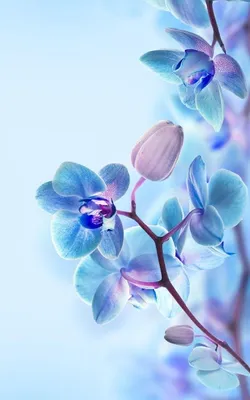 Скачать красивые цветы на заставку на телефон » Фото на телефон | Orchid  wallpaper, Spring wallpaper, Flower backgrounds