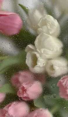 Эстетика ༼цветы за стеклом༽ | Flower iphone wallpaper, Flower phone  wallpaper, Floral wallpaper iphone