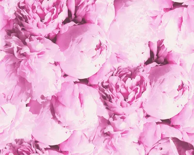A.S. Création Обои «Цветы, Розовые» 373981