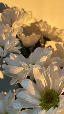 Обои на телефон эстетика цветов белые цветы ромашки букет цветов солнечные  лучи золотой час | Стенды растений, Ромашки, Природа