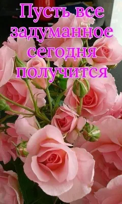 veronika smolkova on X: \"@TGpavlova @chernyj1974 @DilyaMirsaidova  @Baluinkognito @Yh8hQrnVmT8qv9k @j1D2H7KRYKwRWt9 @cskachm @Olegish10  @m_borisp @KorneevAnatoly @stasko08 @Djeihunbek @akutata1 @jurgen22061980  @montifuks @b_bratstvoBron @t_krauze ...