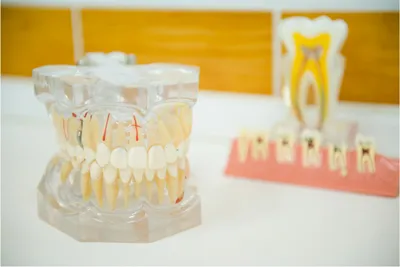 Здоровые зубы – залог здоровья всего организма