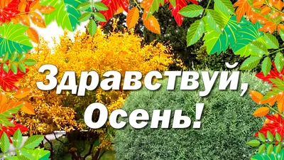 Здравствуй Осень! | Мультяшные Поздравления | Дзен